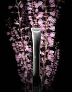 ビーエー(B.A) B.A アイゾーンクリーム｜写真1