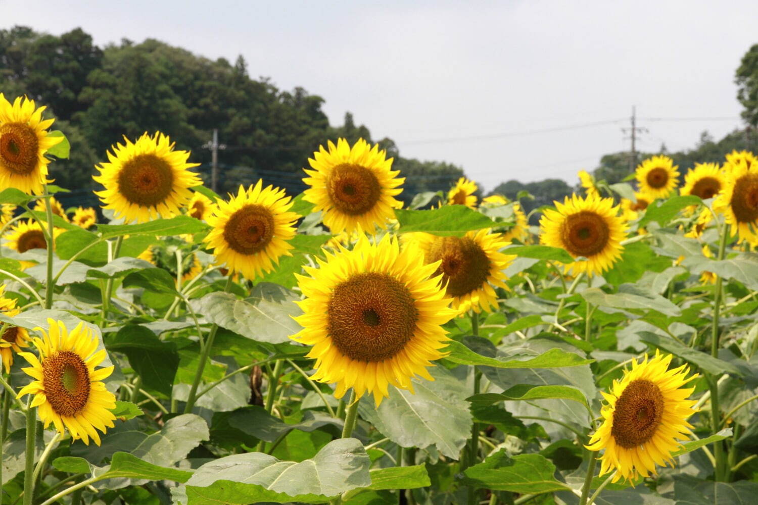 約8万本のひまわり×風車の絶景が楽しめる「サマーウィーク」千葉県・あけぼの山農業公園で｜写真3