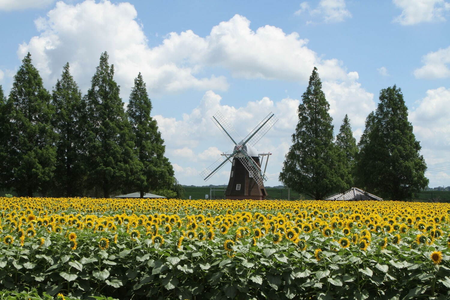 約8万本のひまわり×風車の絶景が楽しめる「サマーウィーク」千葉県・あけぼの山農業公園で｜写真1