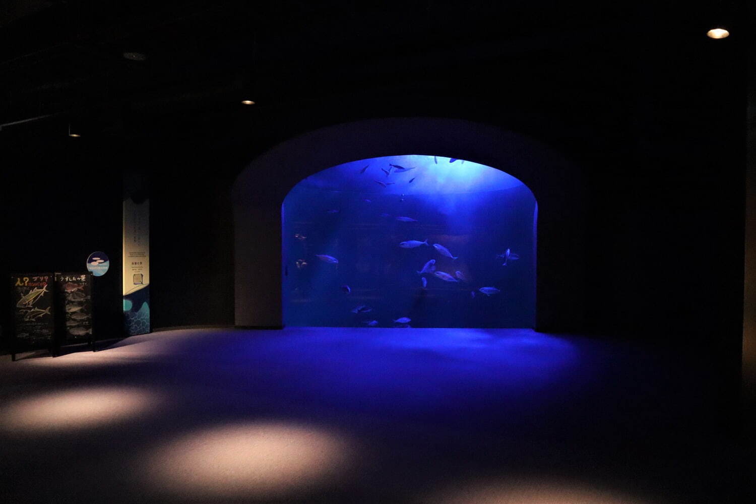 香川・四国水族館”幻想的な夜の水族館”イベント、夕日背景のイルカショーやビアガーデンも｜写真3