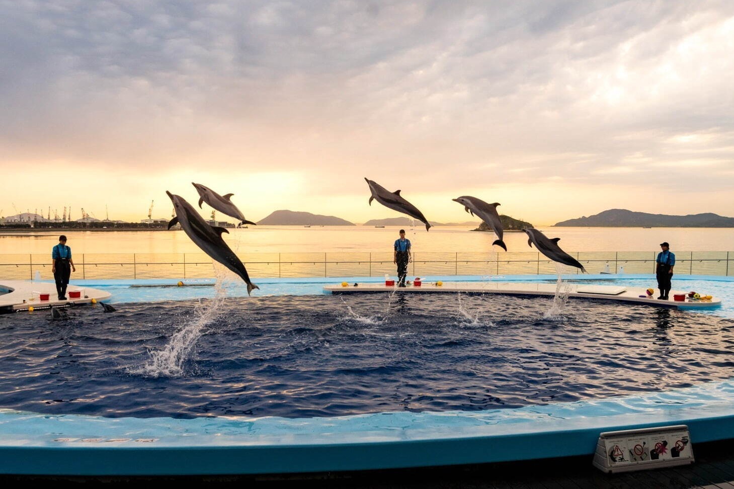 香川 四国水族館 幻想的な夜の水族館 イベント 夕日背景のイルカショーやビアガーデンも ファッションプレス