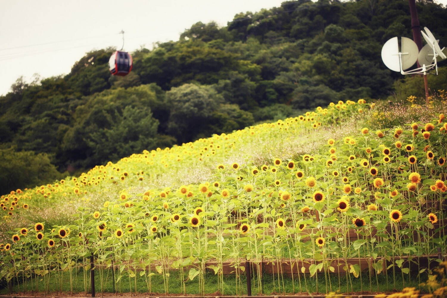 神戸布引ハーブ園／ロープウェイ「ひまわり畑」夏のひまわり＆爽やかに香るレモングラスなど見頃に｜写真1