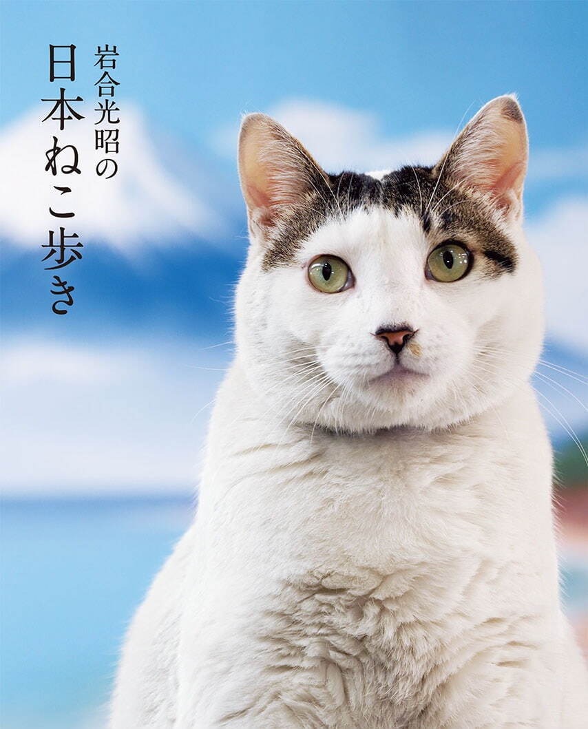 動物写真家・岩合光昭の新作写真展「岩合光昭の日本ねこ歩き」は札幌＆新潟からスタート｜写真4