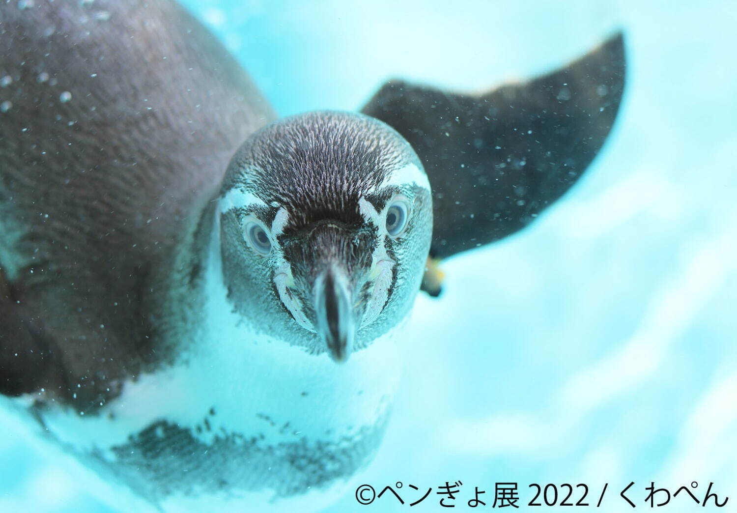 「ペンぎょ展 2022」”ペンギン＆金魚”主役の写真展が福岡初上陸、限定グッズも｜写真3