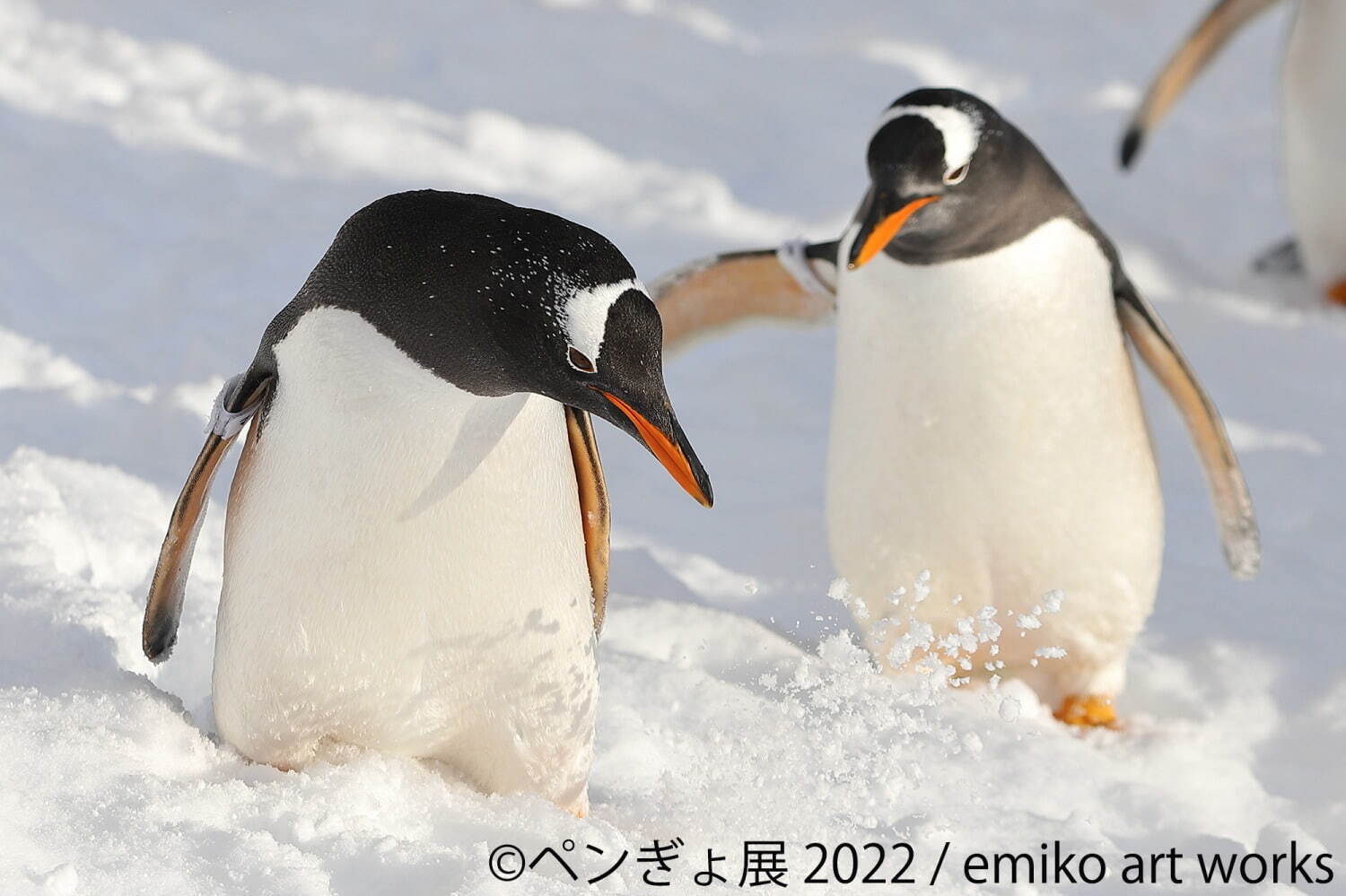 「ペンぎょ展 2022」”ペンギン＆金魚”主役の写真展が福岡初上陸、限定グッズも｜写真1