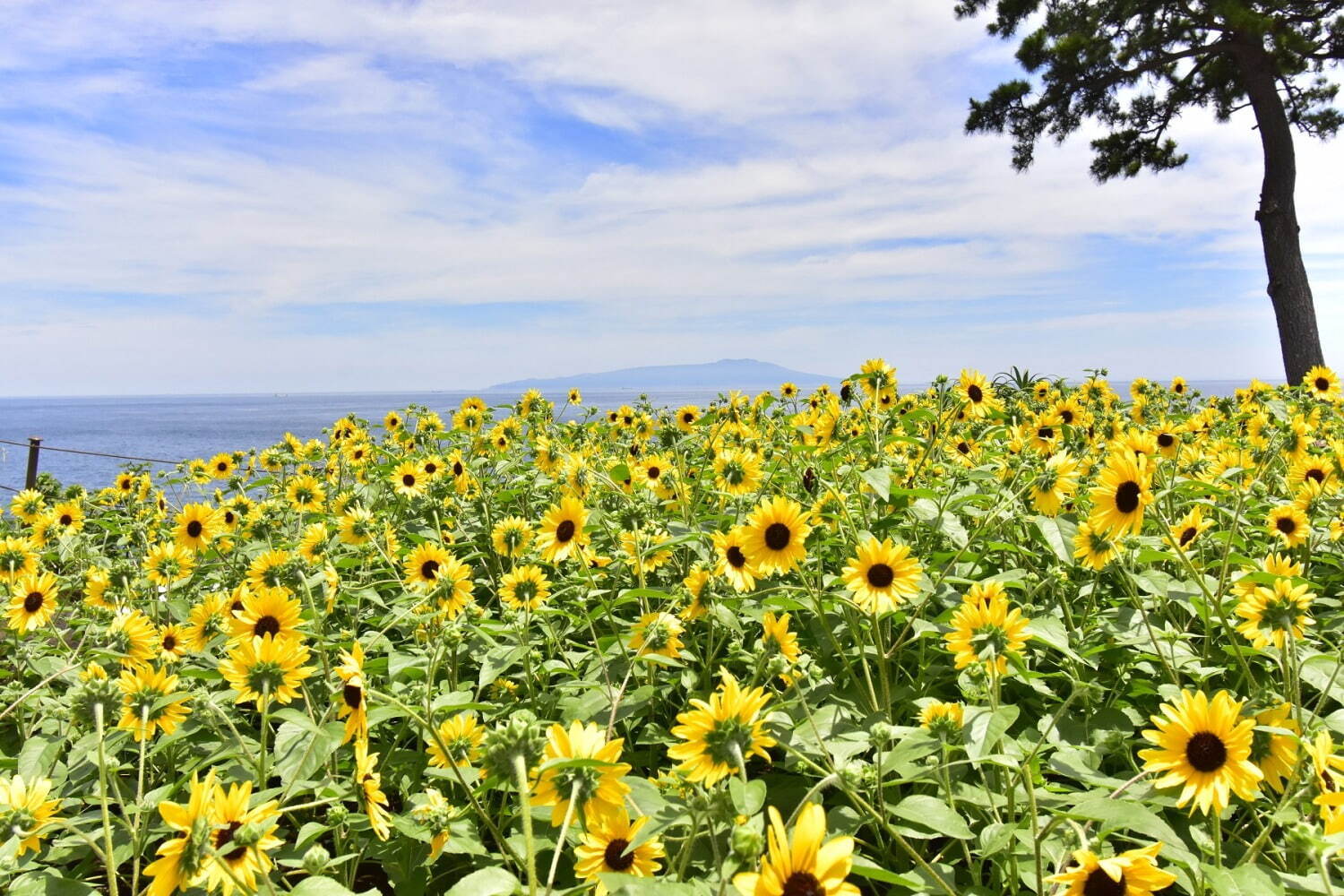 2022年7月20日(水)撮影