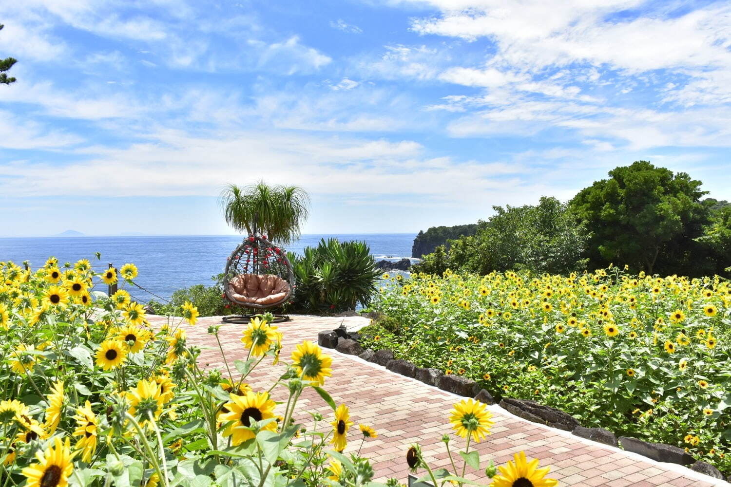 伊豆・城ヶ崎海岸のフラワーガーデンで“1,000株以上のヒマワリ”が見頃に、海×花畑の絶景ガーデン｜写真6