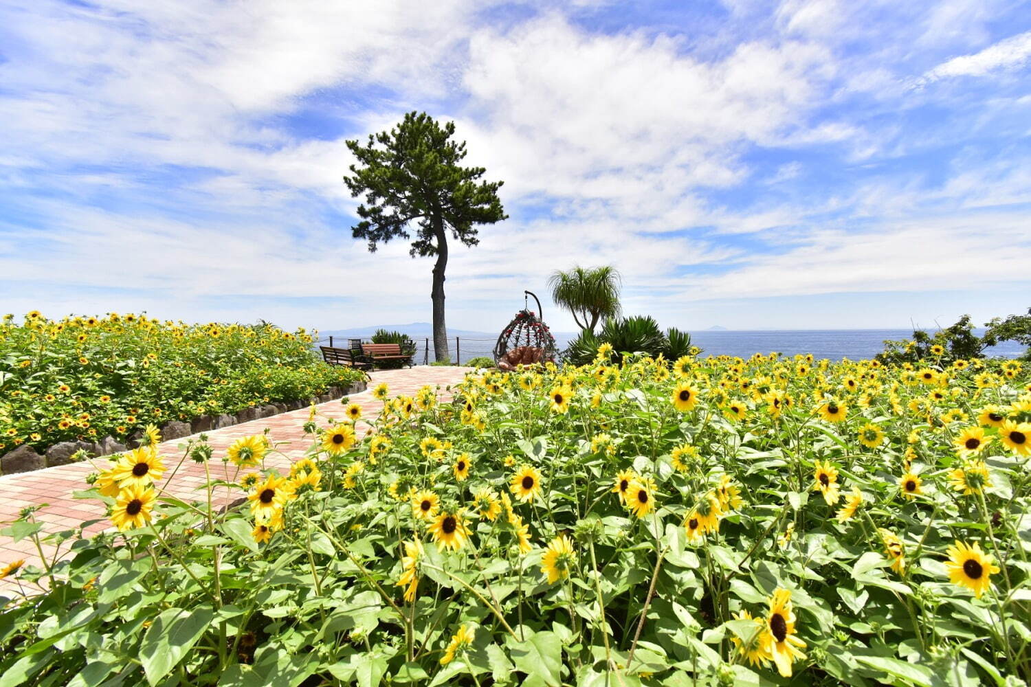 伊豆・城ヶ崎海岸のフラワーガーデンで“1,000株以上のヒマワリ”が見頃に、海×花畑の絶景ガーデン｜写真8