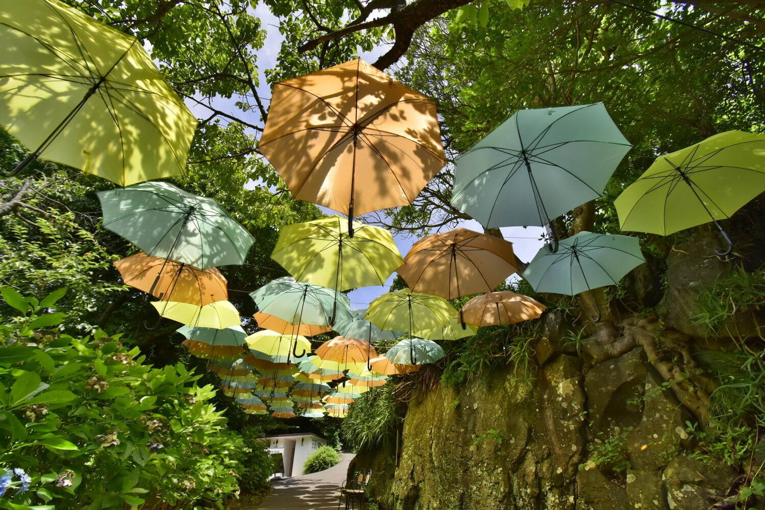 伊豆・城ヶ崎海岸のフラワーガーデンで“1,000株以上のヒマワリ”が見頃に、海×花畑の絶景ガーデン｜写真4