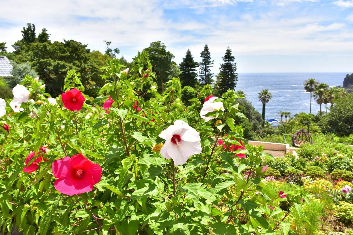 伊豆・城ヶ崎海岸のフラワーガーデンで“1,000株以上のヒマワリ”が見頃に、海×花畑の絶景ガーデン｜写真3