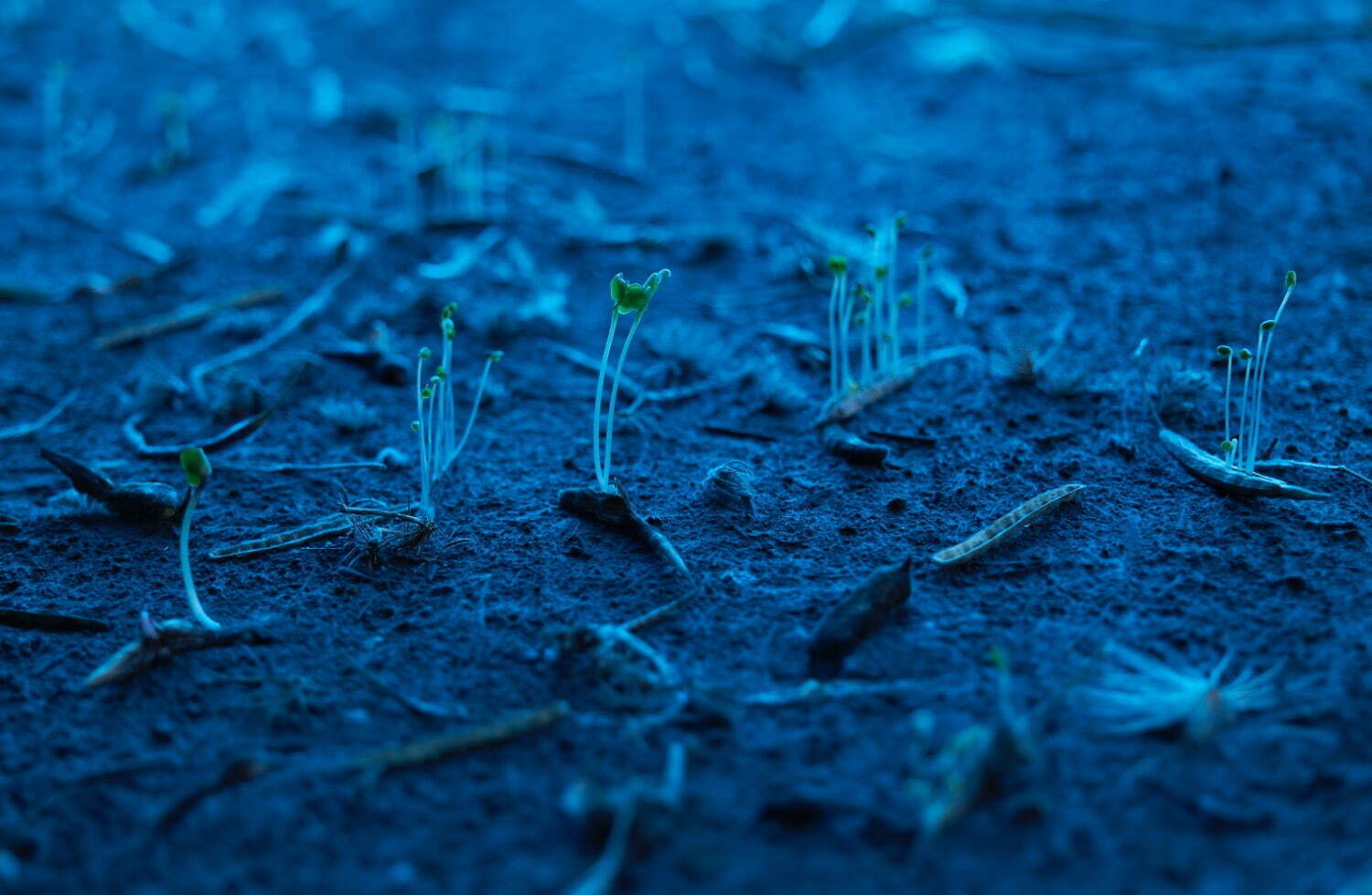 八木夕菜《種覚ゆ》2022年　インスタレーション　種子、土、水、光　1350×1800mm
© Takeshi Asano-KYOTOGRAPHIE 2021