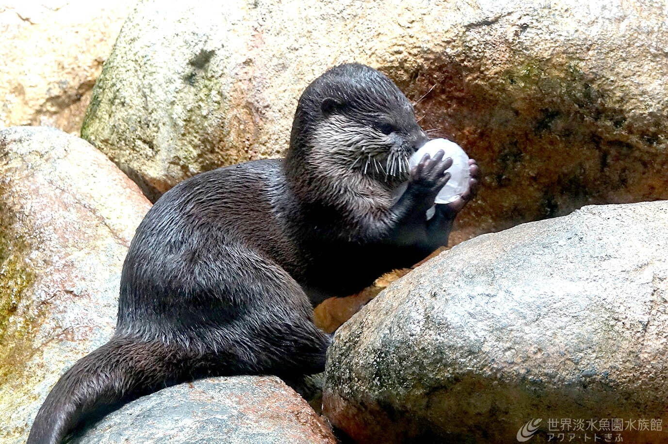 カピバラやカワウソに“ひんやり”スイカ＆氷をプレゼント、岐阜の水族館「アクア・トト ぎふ」で｜写真4