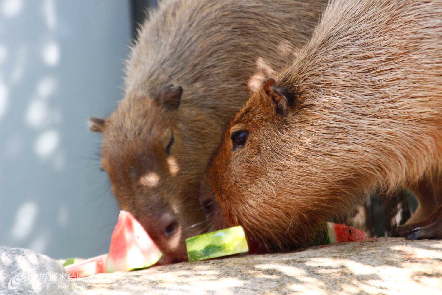 水族館｜カピバラやカワウソに“ひんやり”スイカ＆氷をプレゼント、岐阜の水族館「アクア・トト ぎふ」で