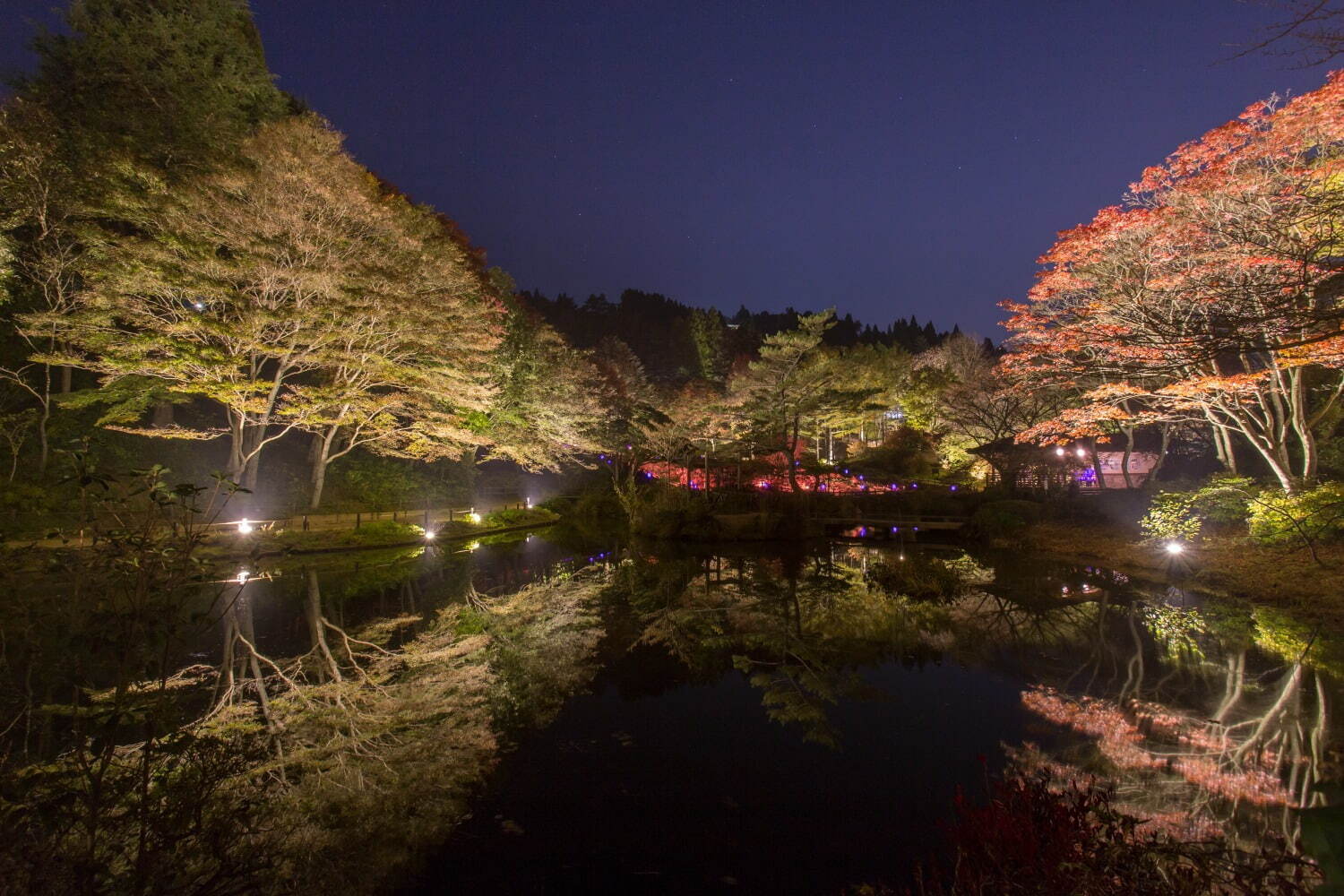 神戸・六甲高山植物園の紅葉が見頃に、 紅葉とアート作品を幻想的にライトアップ｜写真2