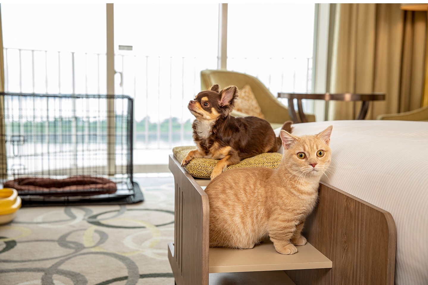 お台場｜ヒルトン東京お台場"ペットと宿泊”ホテルプランが進化、最大34kgの犬猫が対象＆豪華特典つき