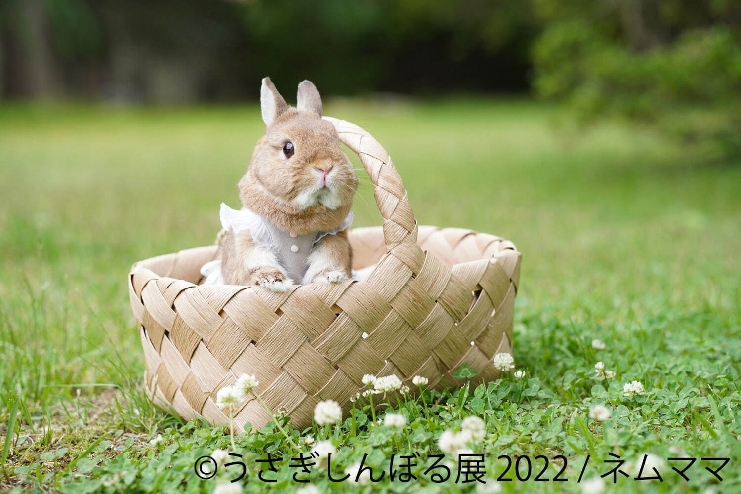 「うさぎしんぼる展 2022」東京＆名古屋で、”過去最大規模”うさぎ写真＆限定グッズ販売も｜写真9