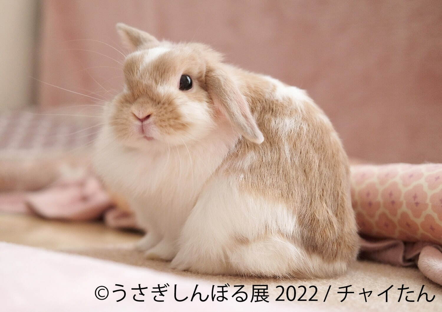 「うさぎしんぼる展 2022」東京＆名古屋で、”過去最大規模”うさぎ写真＆限定グッズ販売も｜写真2