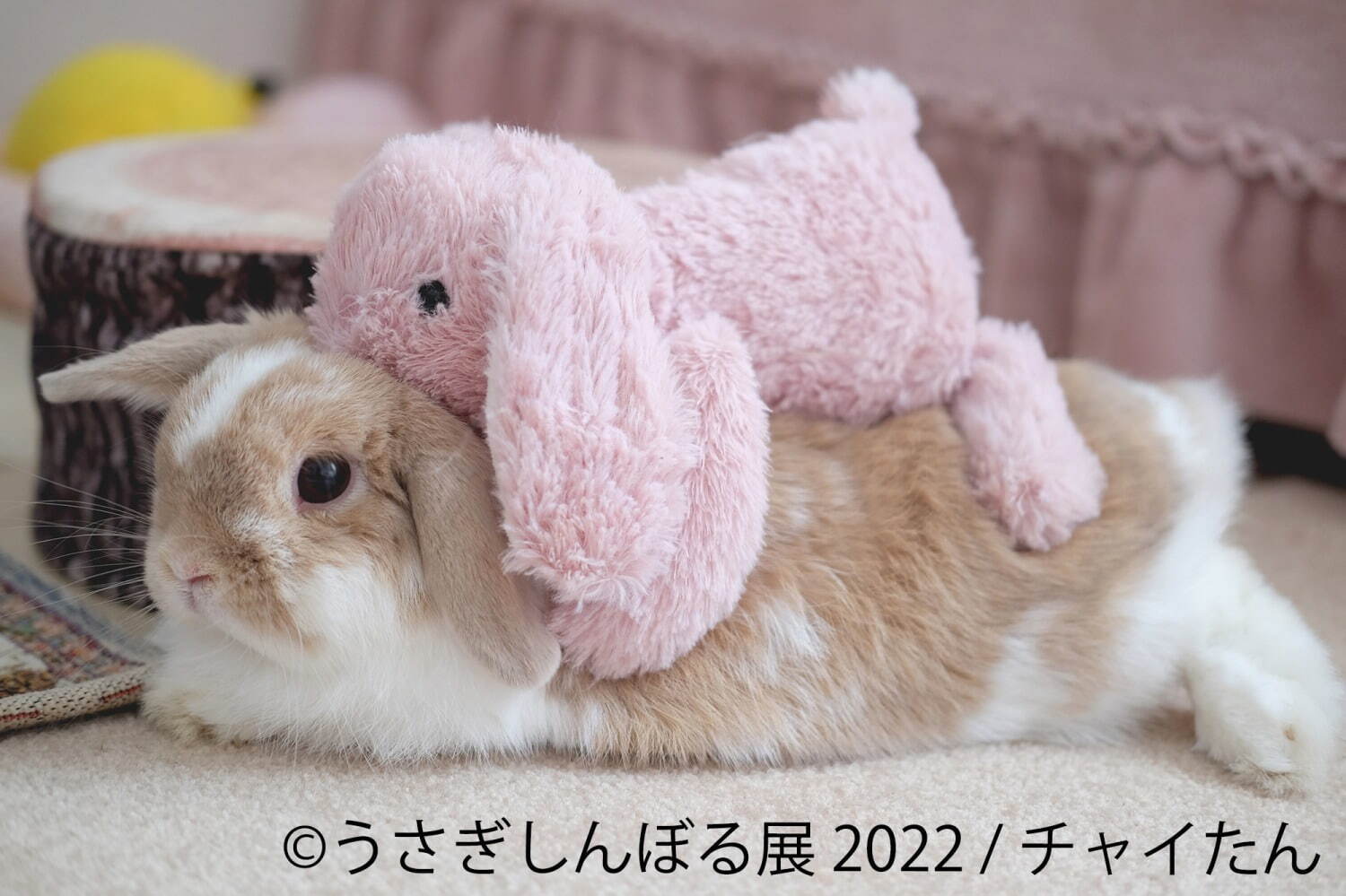 「うさぎしんぼる展 2022」東京＆名古屋で、”過去最大規模”うさぎ写真＆限定グッズ販売も｜写真4