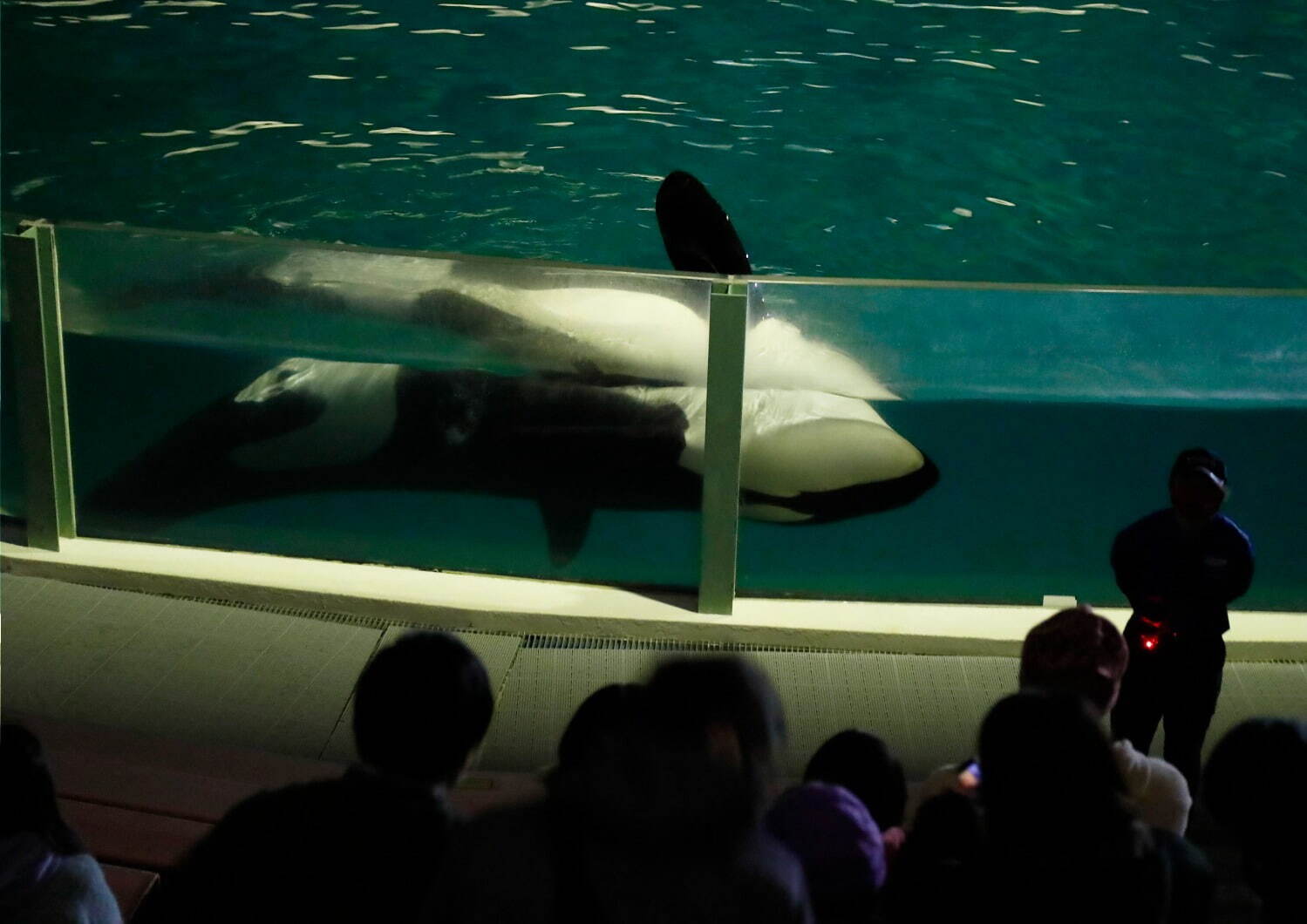 鴨川シーワールド、夜の水族館探検「ナイトアドベンチャー」海の動物たちの“寝姿”を観察｜写真2