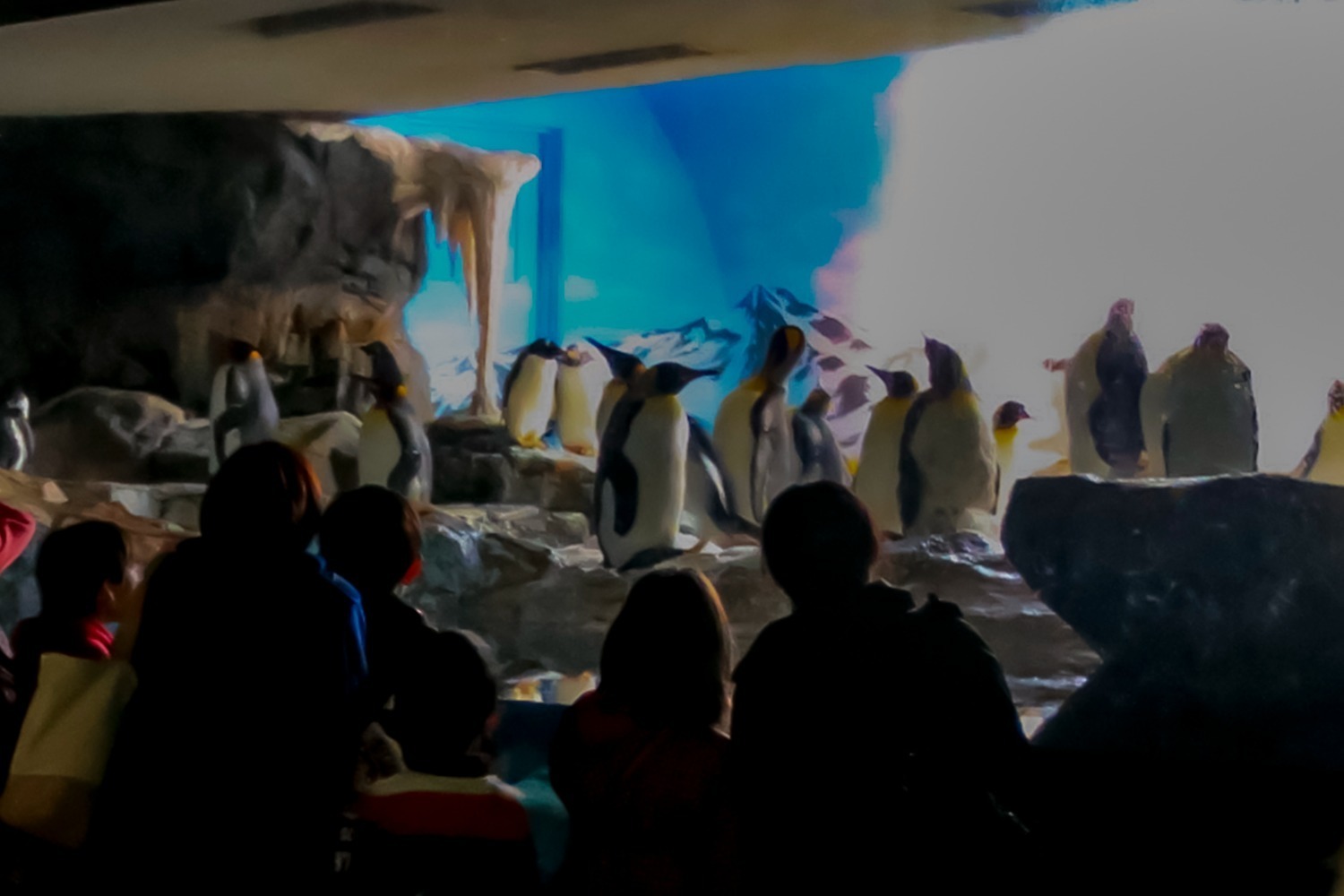 水族館｜鴨川シーワールド、夜の水族館探検「ナイトアドベンチャー」海の動物たちの“寝姿”を観察