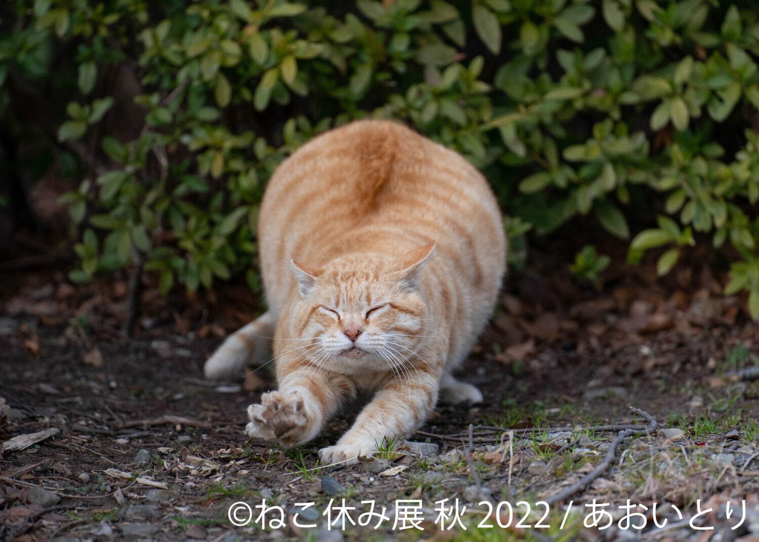 ねこの合同写真展＆物販展「ねこ休み展 秋 2022」名古屋で、スター猫の癒し写真＆限定グッズも｜写真7