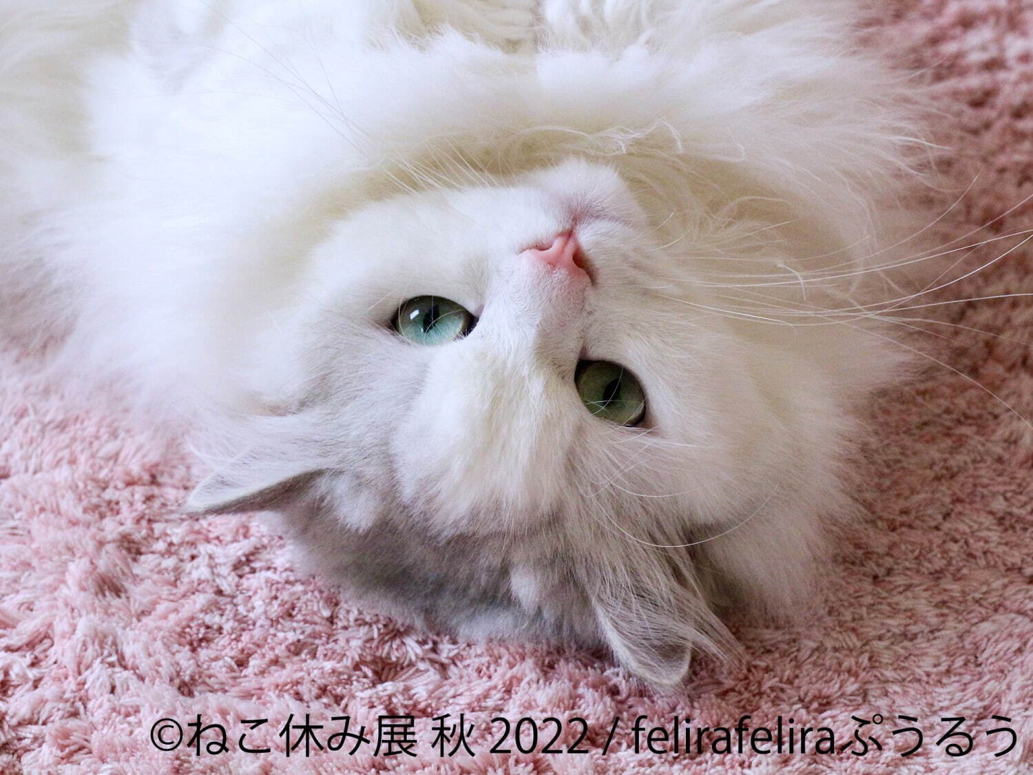 ねこの合同写真展＆物販展「ねこ休み展 秋 2022」名古屋で、スター猫の癒し写真＆限定グッズも｜写真2
