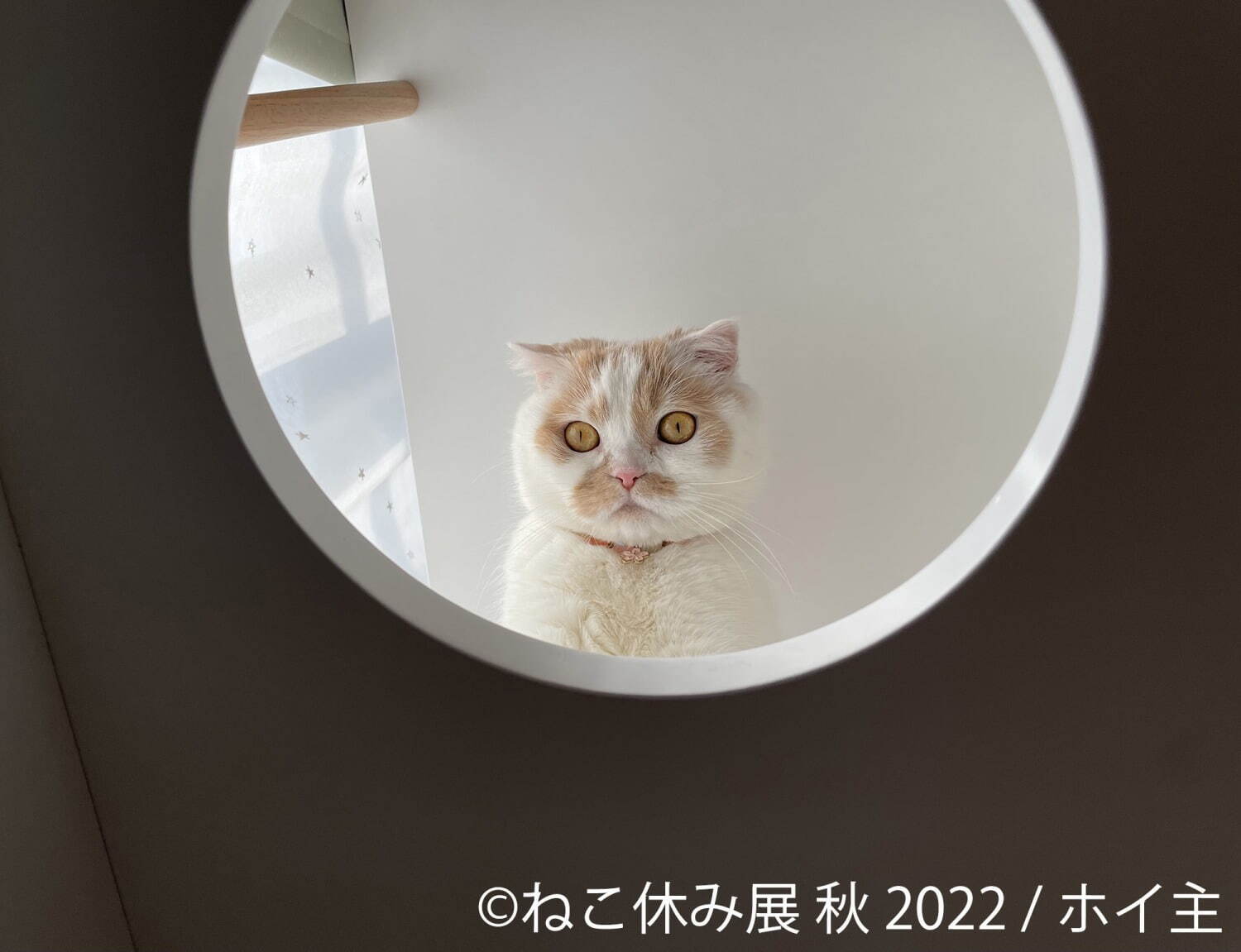 ねこの合同写真展＆物販展「ねこ休み展 秋 2022」名古屋で、スター猫の癒し写真＆限定グッズも｜写真10