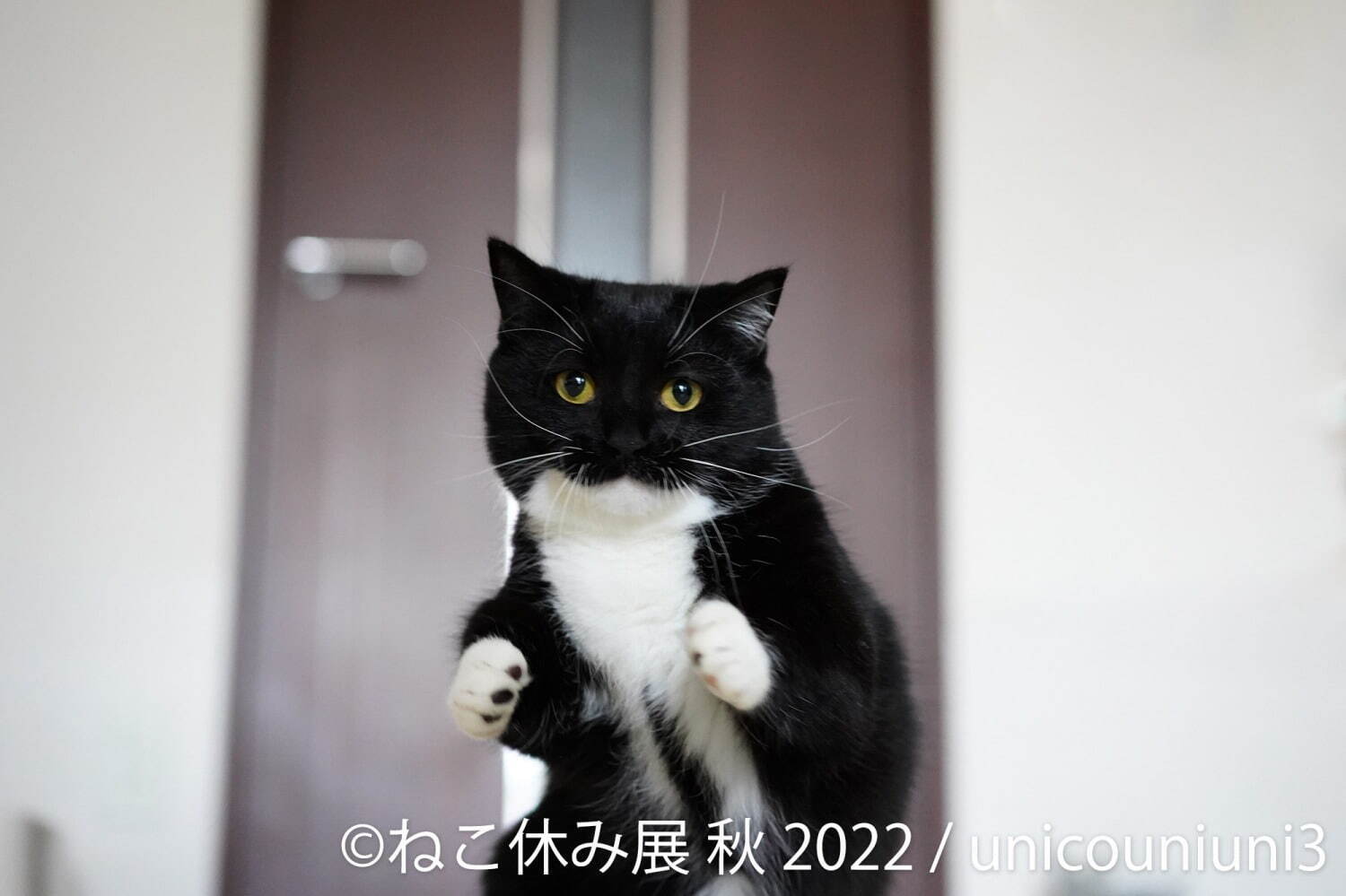 ねこの合同写真展＆物販展「ねこ休み展 秋 2022」名古屋で、スター猫の癒し写真＆限定グッズも｜写真6