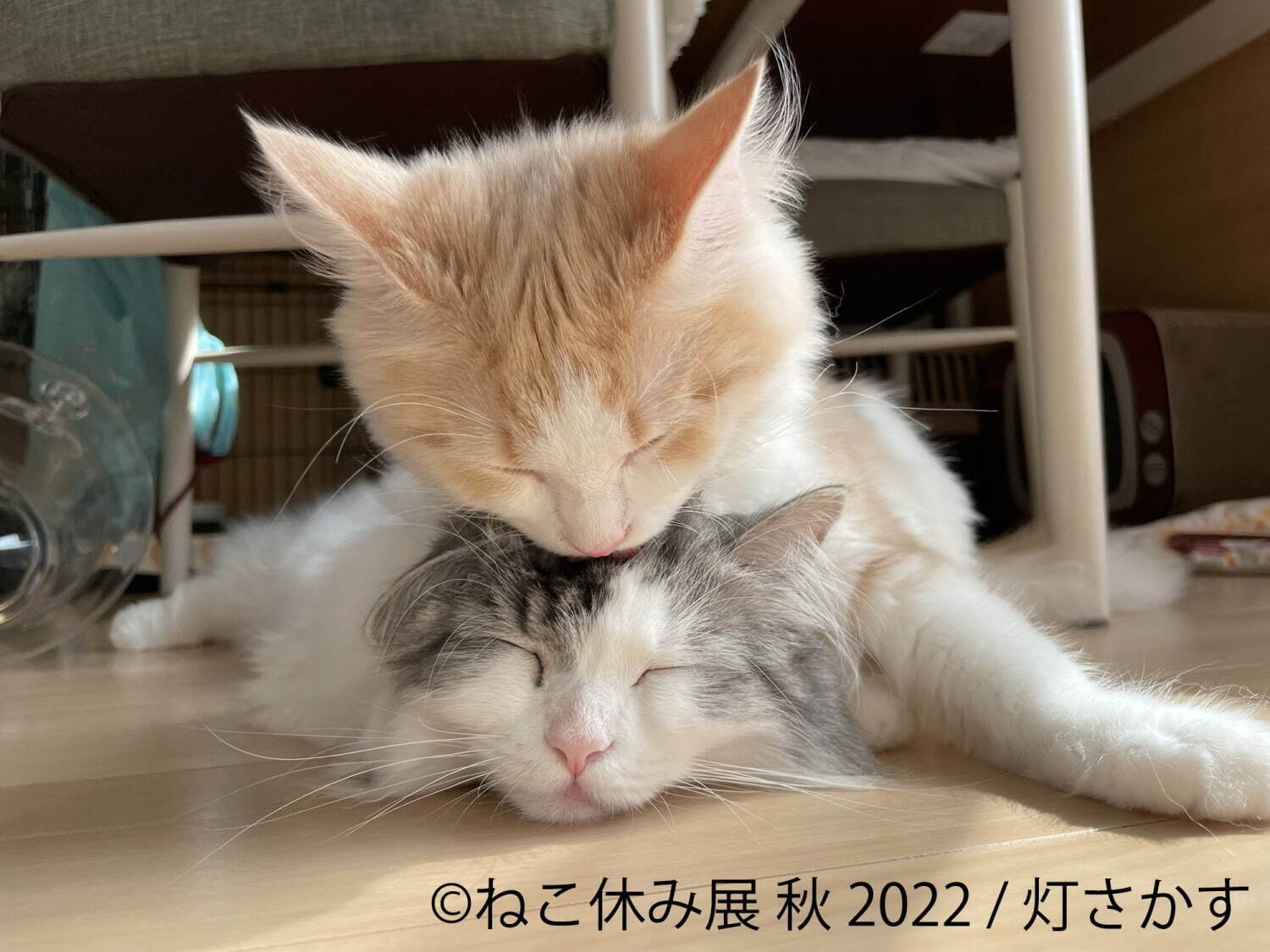 ねこの合同写真展＆物販展「ねこ休み展 秋 2022」名古屋で、スター猫の癒し写真＆限定グッズも｜写真11