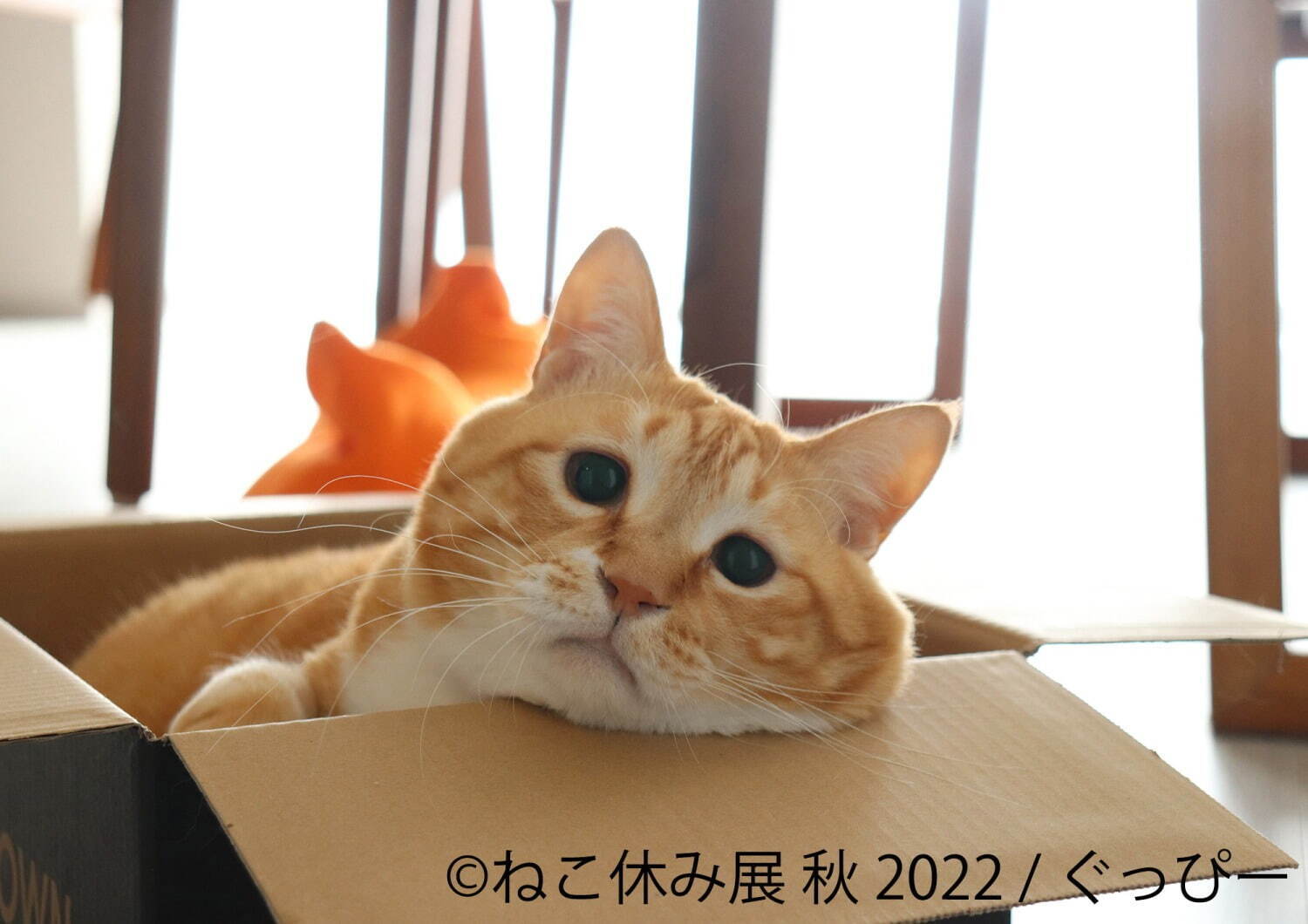 ねこの合同写真展＆物販展「ねこ休み展 秋 2022」名古屋で、スター猫の癒し写真＆限定グッズも｜写真8