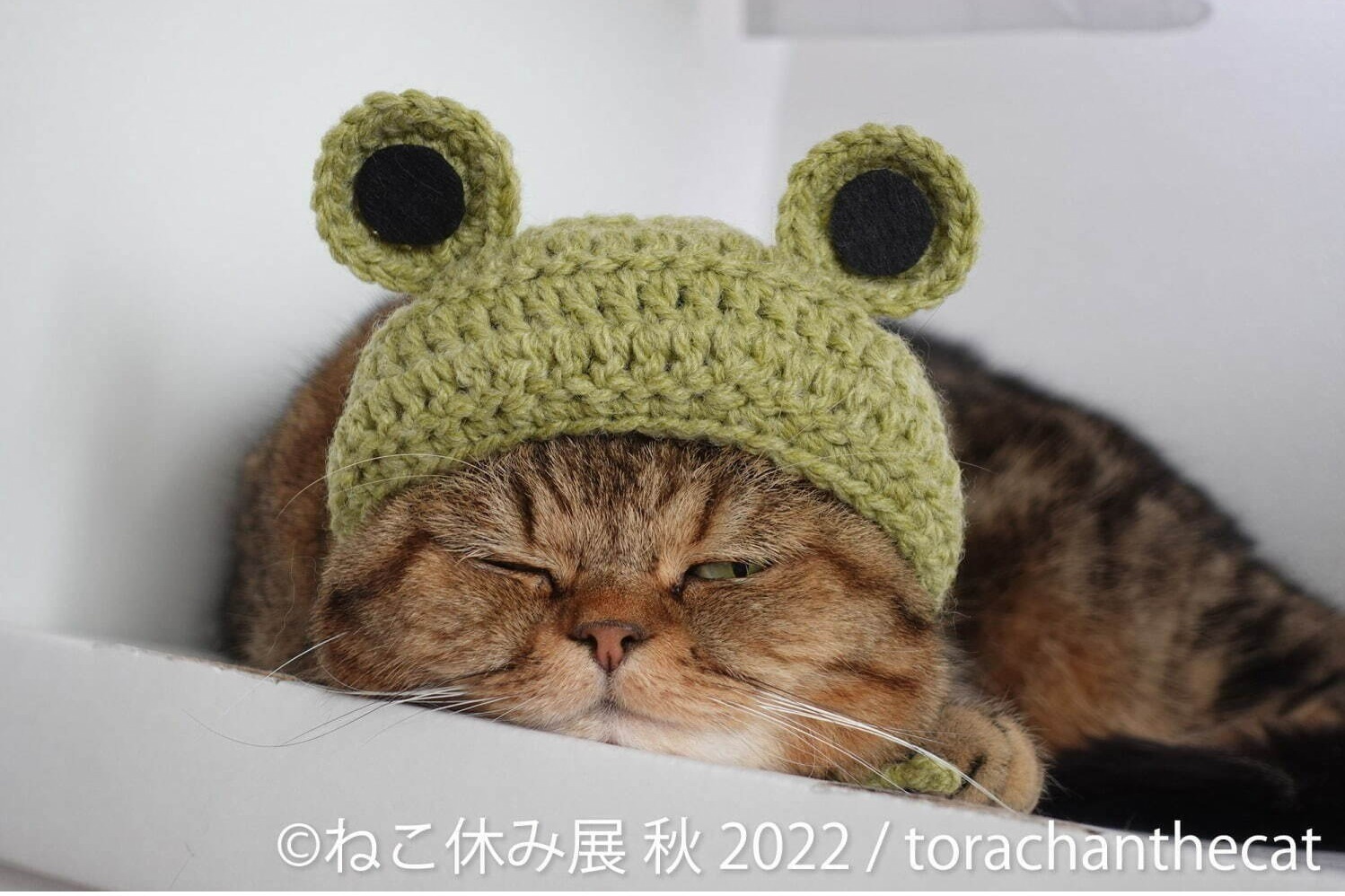 ねこの合同写真展＆物販展「ねこ休み展 秋 2022」名古屋で、スター猫の癒し写真＆限定グッズも