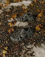 バレンシアガ(BALENCIAGA) トラッシュ バッグ｜写真11