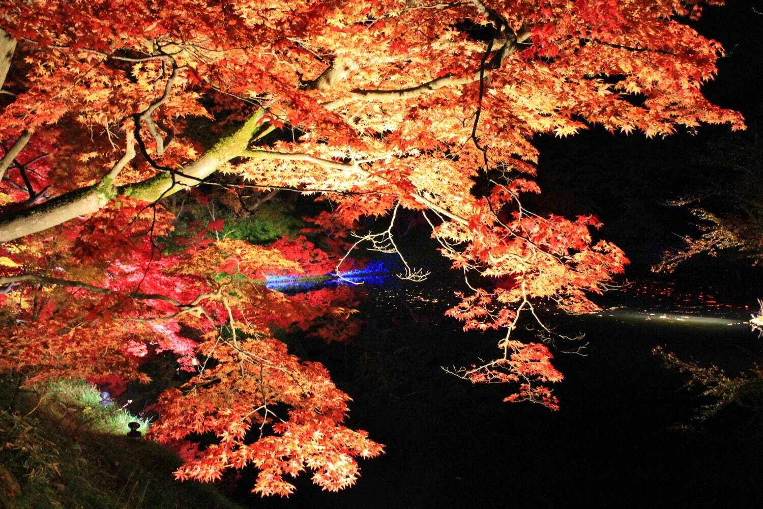 「弘前城菊と紅葉まつり」青森・弘前公園で、計3,600本の紅葉ライトアップで古城の秋を演出｜写真6