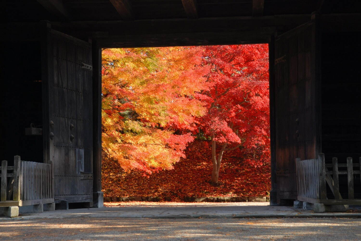 「弘前城菊と紅葉まつり」青森・弘前公園で、計3,600本の紅葉ライトアップで古城の秋を演出｜写真7