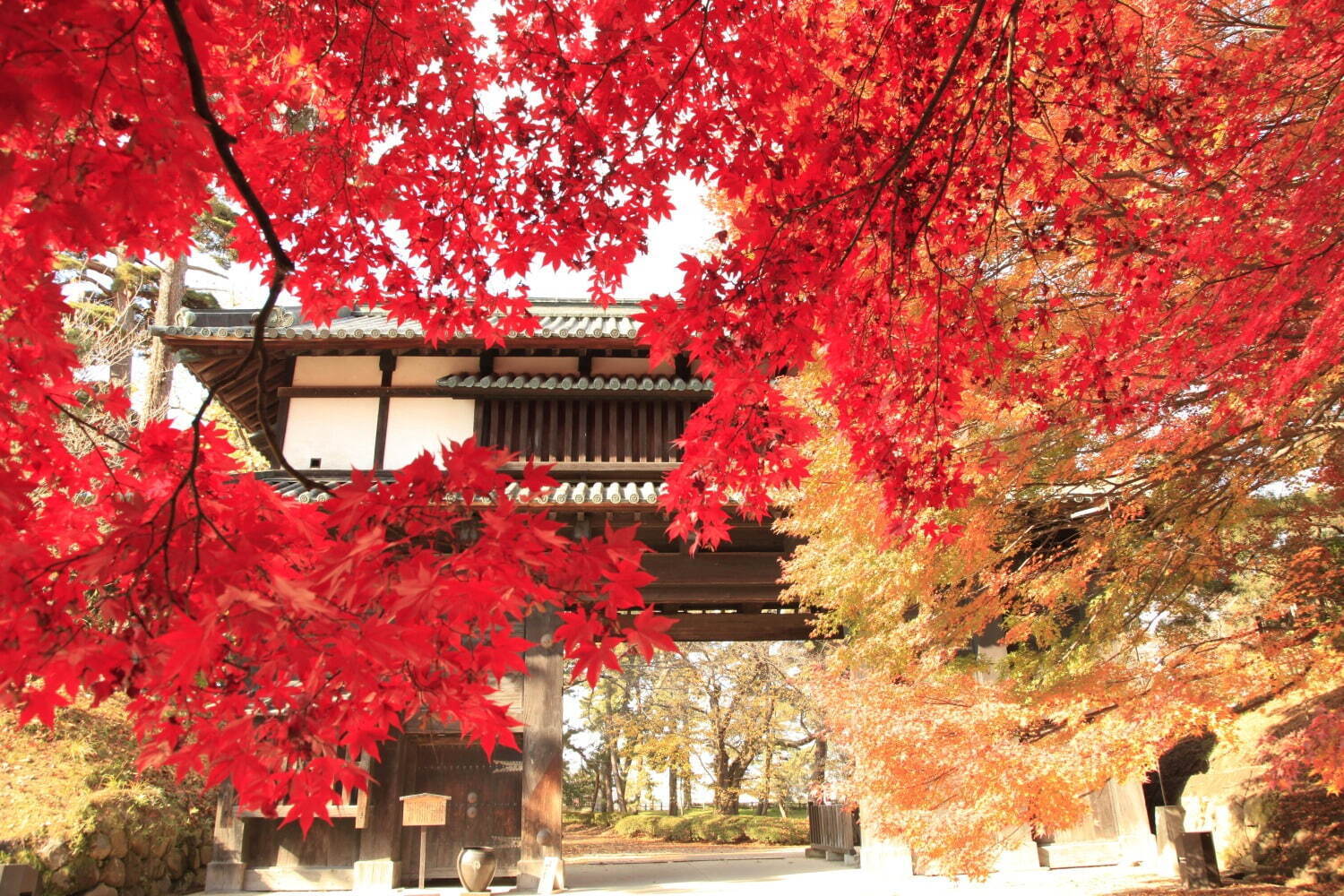 「弘前城菊と紅葉まつり」青森・弘前公園で、計3,600本の紅葉ライトアップで古城の秋を演出｜写真4
