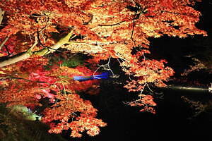 「弘前城菊と紅葉まつり」青森・弘前公園で、計3,600本の紅葉ライトアップで古城の秋を演出｜写真6