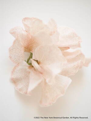 スナイデル ホーム(SNIDEL HOME) 2022年春夏ウィメンズコレクション  - 写真2