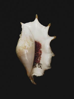 タナカダイスケ(tanakadaisuke) 2021-22年秋冬ウィメンズコレクション  - 写真19