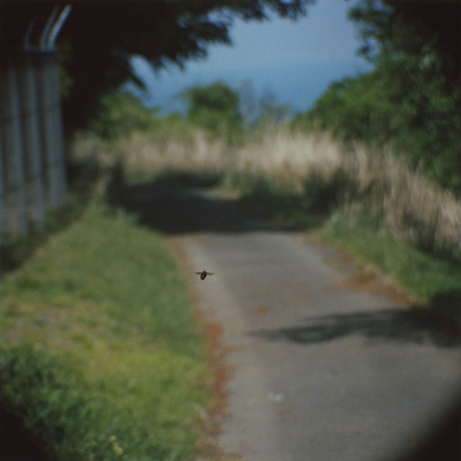 野口里佳《クマンバチ #1》2019年 東京都写真美術館蔵
©︎Noguchi Rika, Courtesy of Taka Ishii Gallery