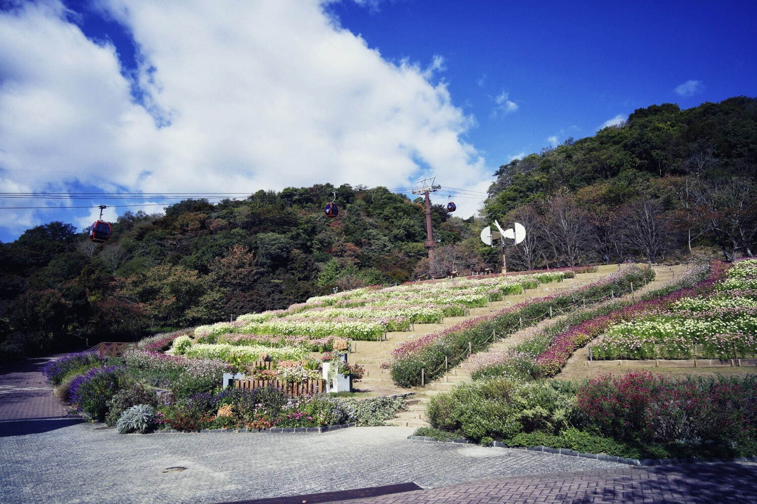 「神戸布引ハーブ園／ロープウェイ」の秋イベント - 園内を彩る様々な秋花＆ハーブ、紅葉鑑賞も｜写真8