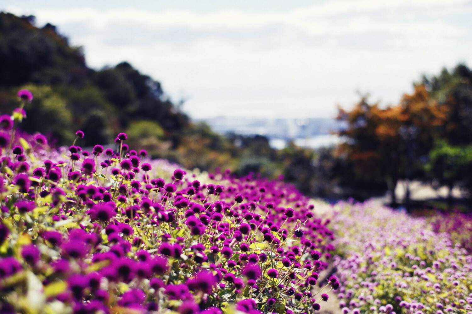 「神戸布引ハーブ園／ロープウェイ」の秋イベント - 園内を彩る様々な秋花＆ハーブ、紅葉鑑賞も｜写真2