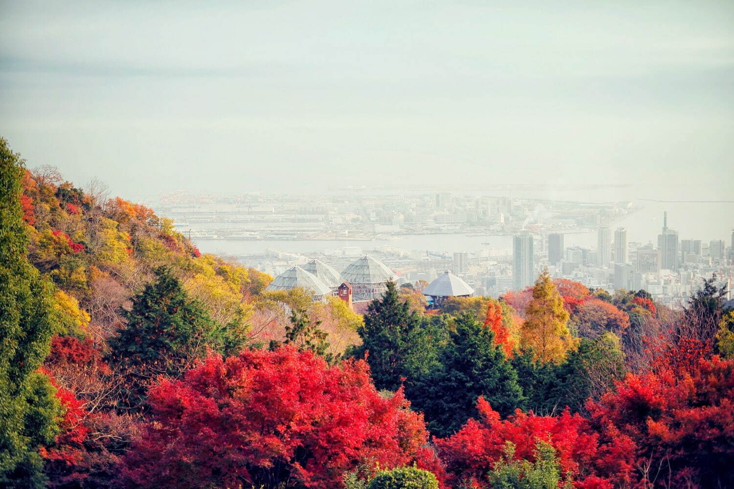 「神戸布引ハーブ園／ロープウェイ」の秋イベント - 園内を彩る様々な秋花＆ハーブ、紅葉鑑賞も｜写真7