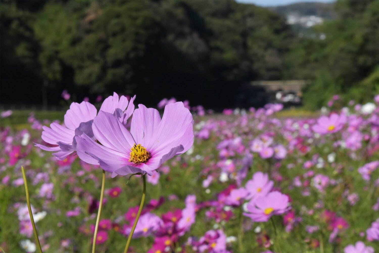 横須賀市くりはま花の国「コスモスまつり」約100万本のコスモスが開花、入場無料＆24時間開園｜写真3