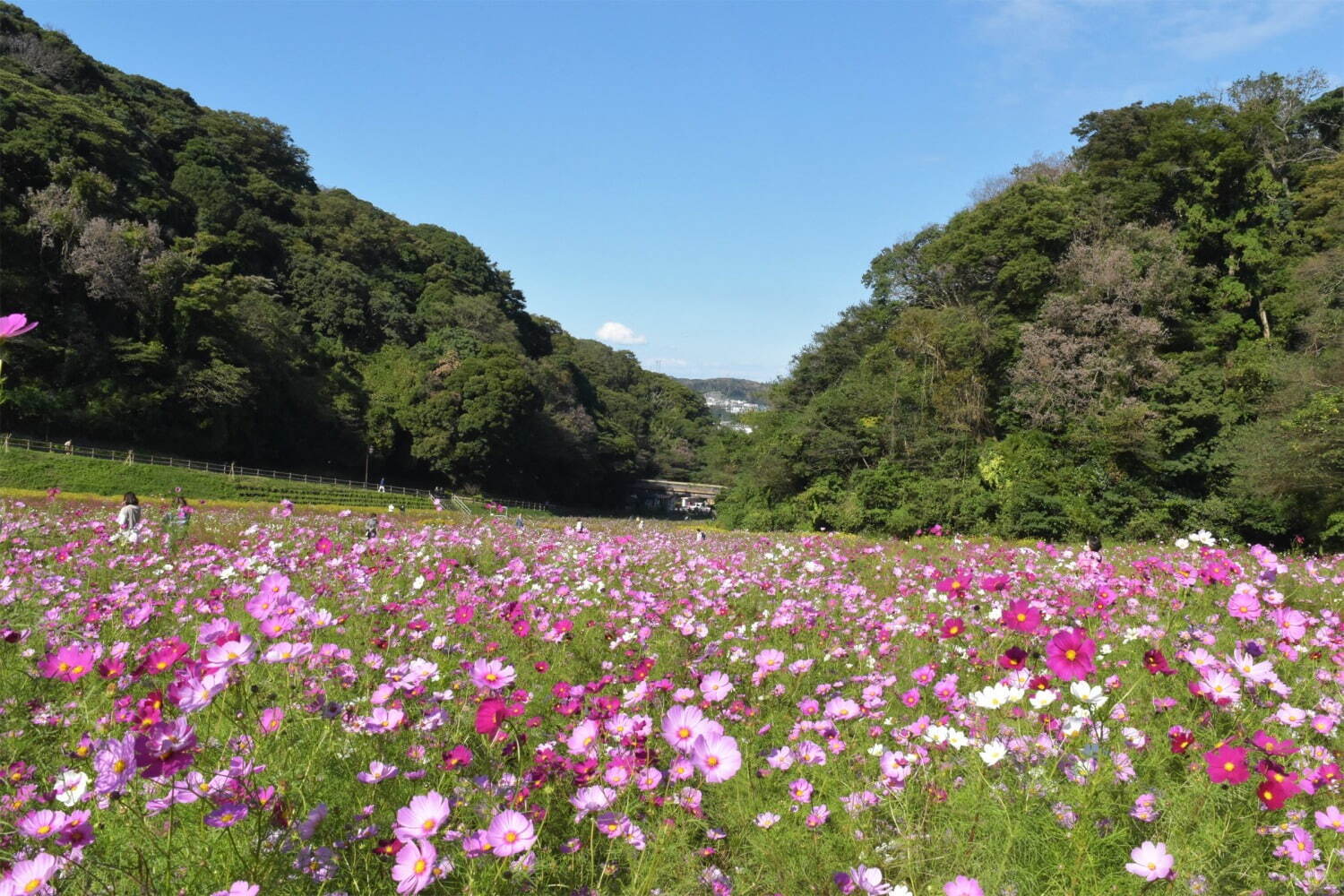 横須賀市くりはま花の国「コスモスまつり」約100万本のコスモスが開花、入場無料＆24時間開園｜写真6