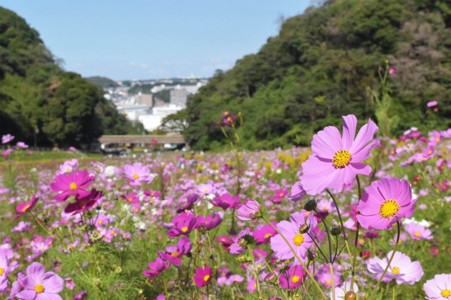 横須賀市くりはま花の国「コスモスまつり」約100万本のコスモスが開花、入場無料＆24時間開園｜写真2