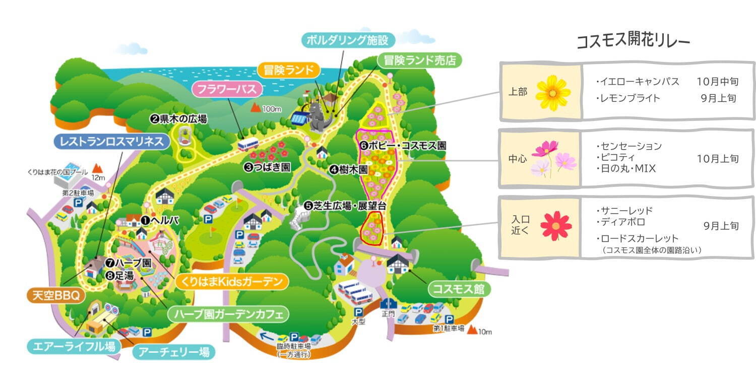 横須賀市くりはま花の国「コスモスまつり」約100万本のコスモスが開花、入場無料＆24時間開園｜写真16