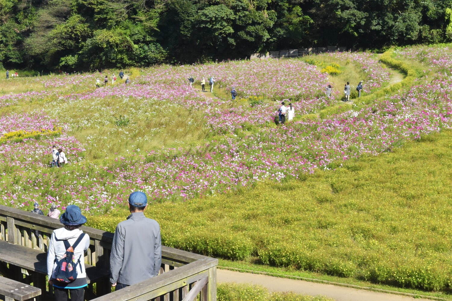 横須賀市くりはま花の国「コスモスまつり」約100万本のコスモスが開花、入場無料＆24時間開園｜写真7