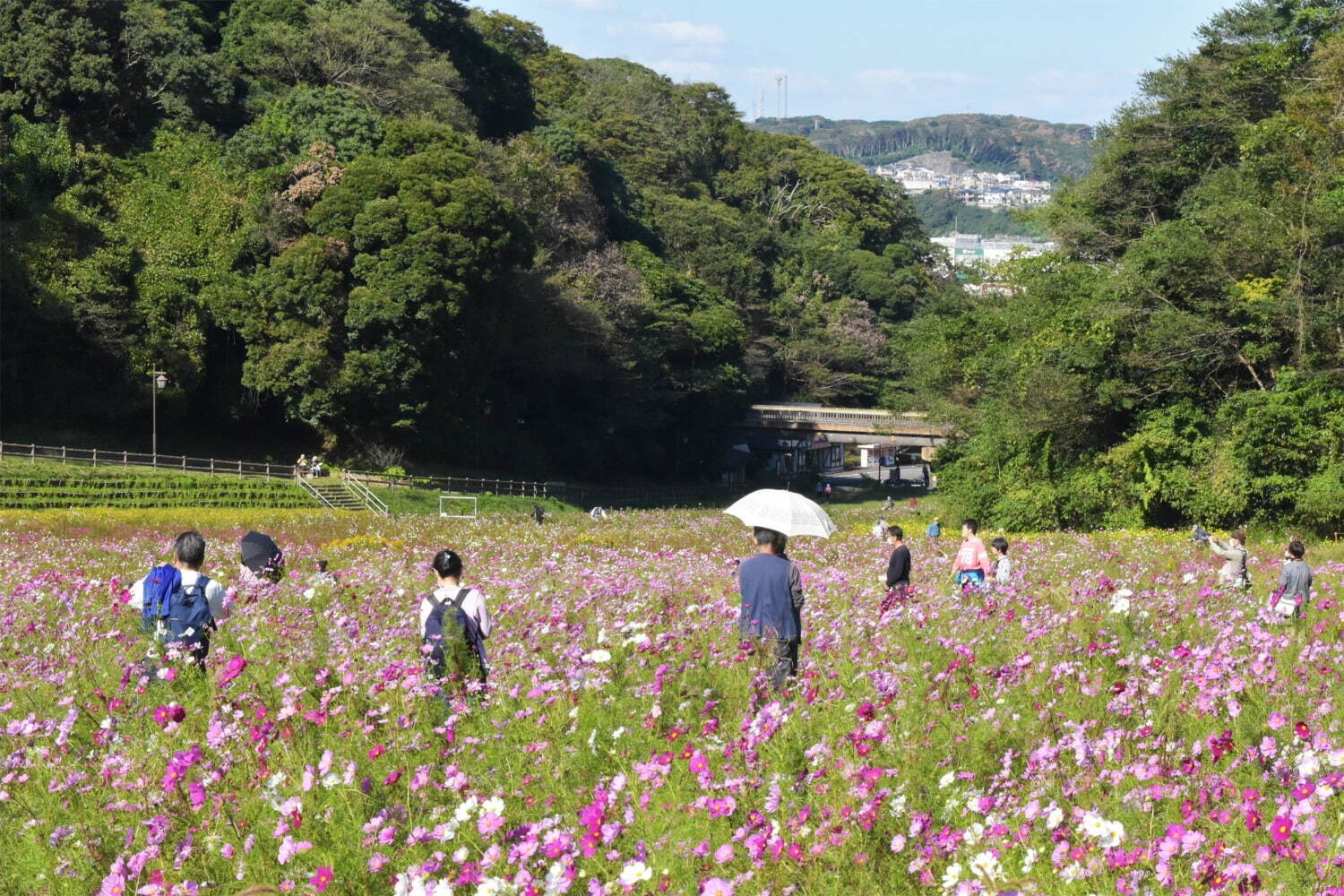 横須賀市くりはま花の国「コスモスまつり」約100万本のコスモスが開花、入場無料＆24時間開園｜写真5