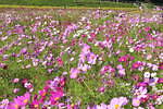 横須賀市くりはま花の国「コスモスまつり」約100万本のコスモスが開花、入場無料＆24時間開園｜写真4