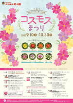 横須賀市くりはま花の国「コスモスまつり」約100万本のコスモスが開花、入場無料＆24時間開園｜写真17